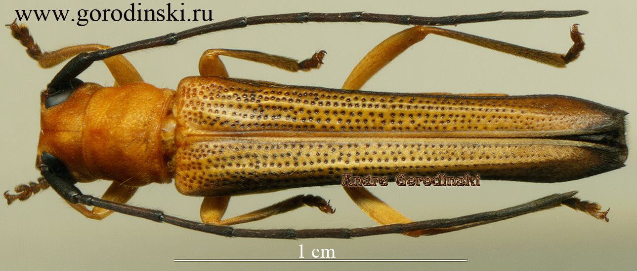 http://www.gorodinski.ru/cerambyx/Oberea sp.1.jpg